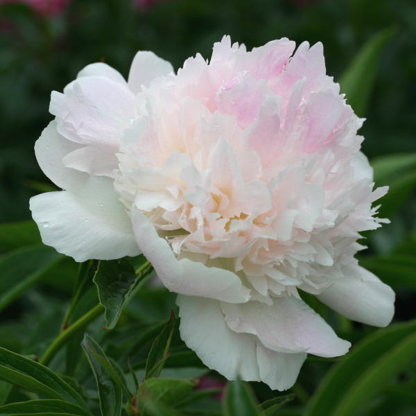 芍薬 リリアン Pa 11月下旬以降出荷 草花 芍薬 牡丹 赤塚植物園オンライン 花の音