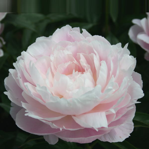 芍薬 シャクヤク 7号 ルーズベルト｜草花10-TU