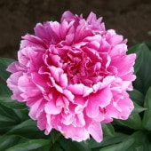 芍薬 アメリカシャクヤク 4号ロング ピンクスプライザー｜草花04-PA