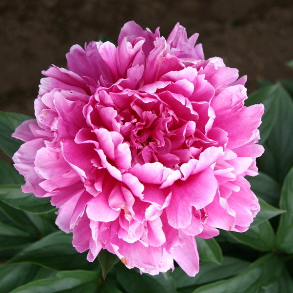 【予約】芍薬 シャクヤク 7号 華燭の典 ※2025年12月上旬以降発送予定｜草花10-TU