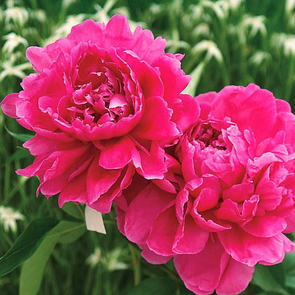 芍薬 シャクヤク 7号 極光｜草花10-TU