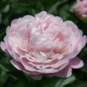 芍薬 アメリカシャクヤク 4号ロング ピンクスプライザー｜草花04-PA