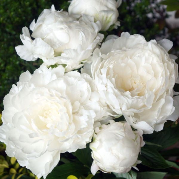 芍薬 シャクヤク 7号 白雪姫|草花10-TU