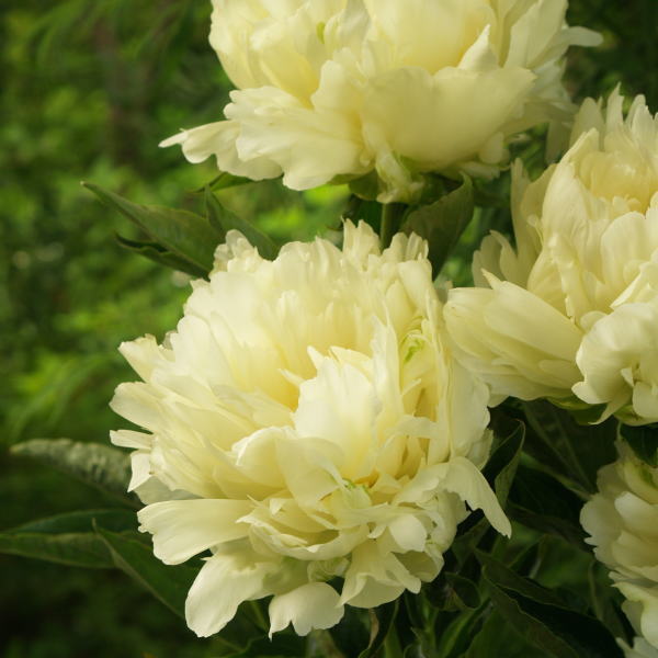 芍薬 シャクヤク 7号 楊貴妃|草花10-TU