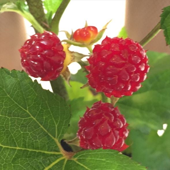 ウルトララズベリー 超大王（レッドドリーム）4号｜果樹10-TU