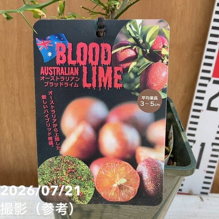 果樹の購入なら赤塚植物園オンライン 花の音｜花苗・ガーデニング