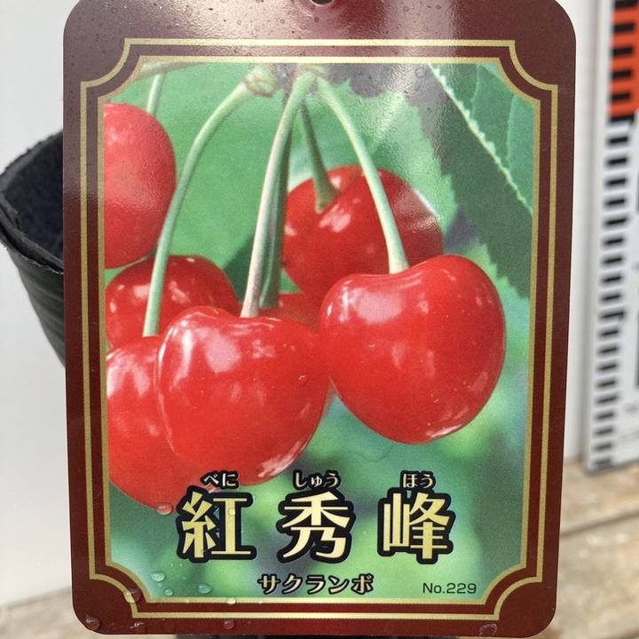 サクランボ 紅秀峰