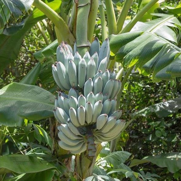 [数量限定] アイスクリームブルーバナナ(苗) 4号 ｜果樹10-TU