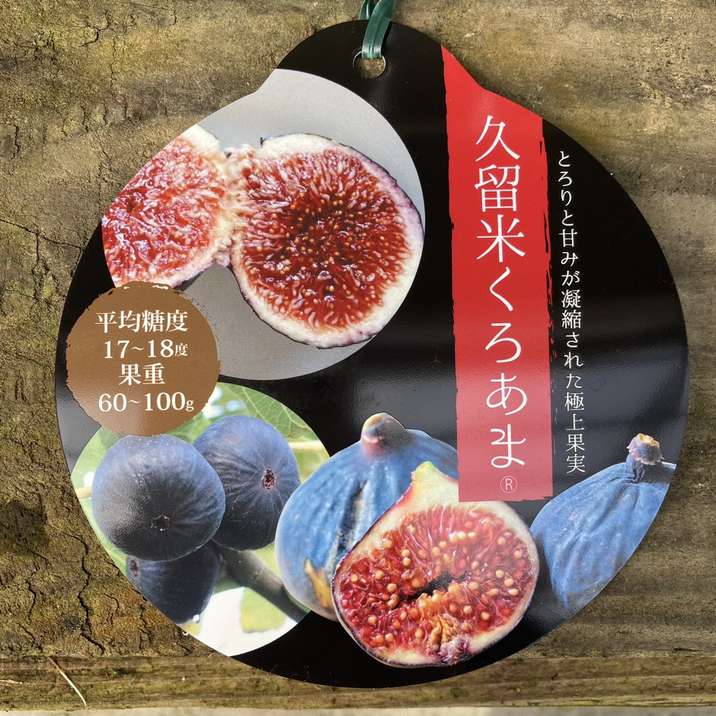 イチジク 久留米くろあま（R）4号｜果樹04-PA