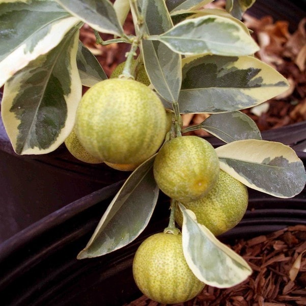 斑入りレモン ピンクレモネード 5号ロングポット 2年生苗｜柑橘｜果樹04-PA