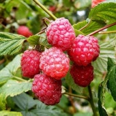 ラズベリー グレンアンプル 3号×2鉢セット｜果樹04-PA