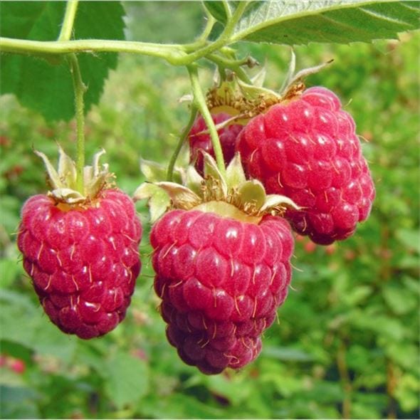 ラズベリー グレンモイ 3号×2鉢セット|果樹04-PA