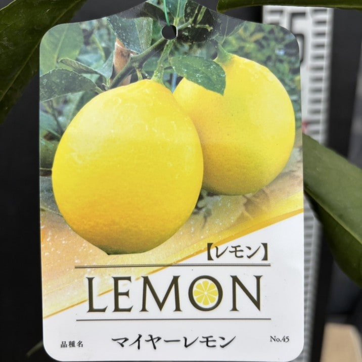 レモン マイヤーレモン 4号ロングポット 1年生苗｜柑橘｜果樹04-PA