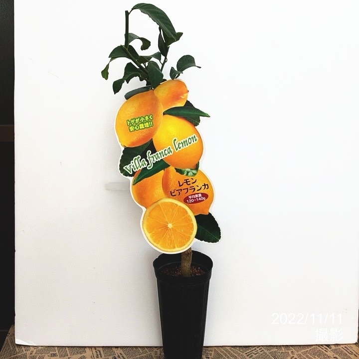 レモン トゲの少ないレモン ビアフランカレモン 4号|柑橘|果樹10-TU