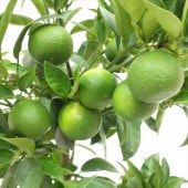 甘夏蜜柑苗木 実が沢山付き 特大株 果樹 柑橘類 甘夏みかん の地掘大苗 - 果樹苗・大苗・苗木販売の隅田