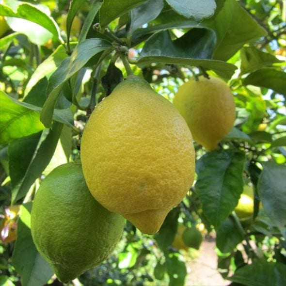 ＜実付き柑橘＞トゲなしレモン 7号｜柑橘｜果樹10-TU