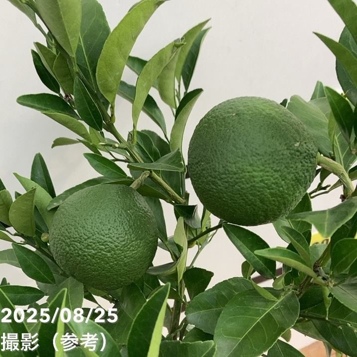 甘夏蜜柑苗木 実が沢山付き 特大株 果樹 甘夏蜜柑苗木 実が沢山付き 特大株 果樹 甘夏蜜柑苗木 実