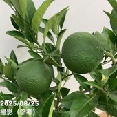 実付き柑橘＞ゆず 7号｜柑橘｜果樹10-TU | 果樹,柑橘 | 赤塚