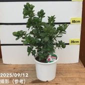 実付き＞みかん せとか 6号 2年生 PVP｜柑橘｜果樹04-PA | 果樹