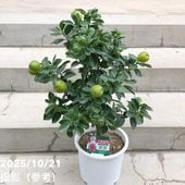 カラマンシー 3号 2鉢セット｜柑橘｜果樹10-TU | 果樹,柑橘