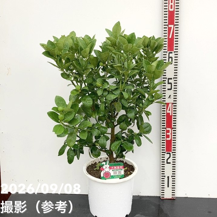 【お買い得!1/5まで】<実付き柑橘>カンダシトラスファームさん 大実キンカン 7号|柑橘|果樹10-TU