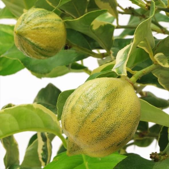 ＜実付き柑橘＞斑入りピンクレモネード 7号｜柑橘｜果樹10-TU