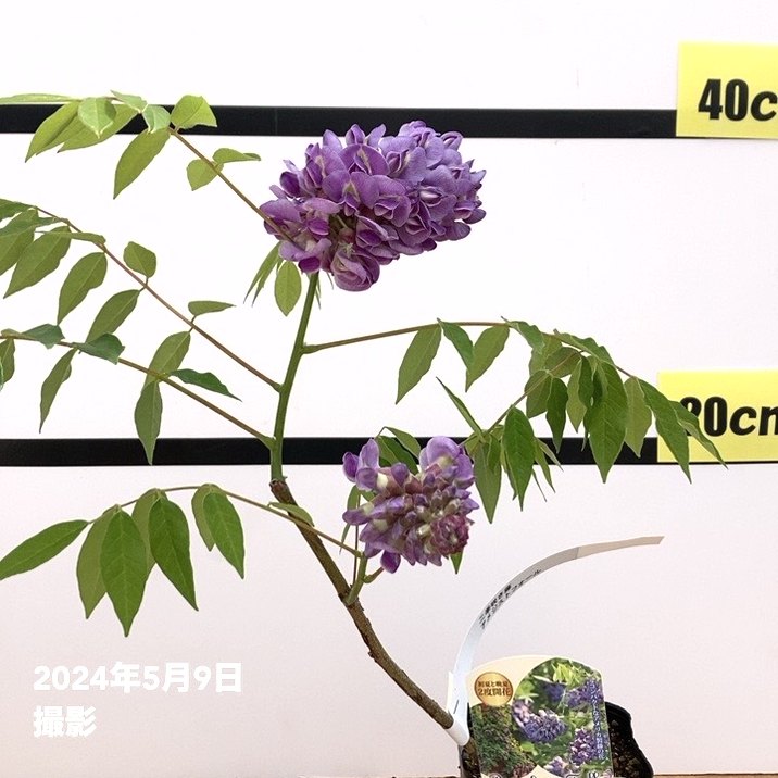 二季咲き藤 アメジストフォール 3.5号｜花木10-TU