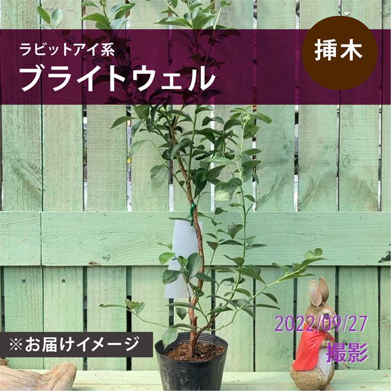 ブルーベリー ラビットアイ系 ブライトウェル 4.5～5号｜果樹10-TU