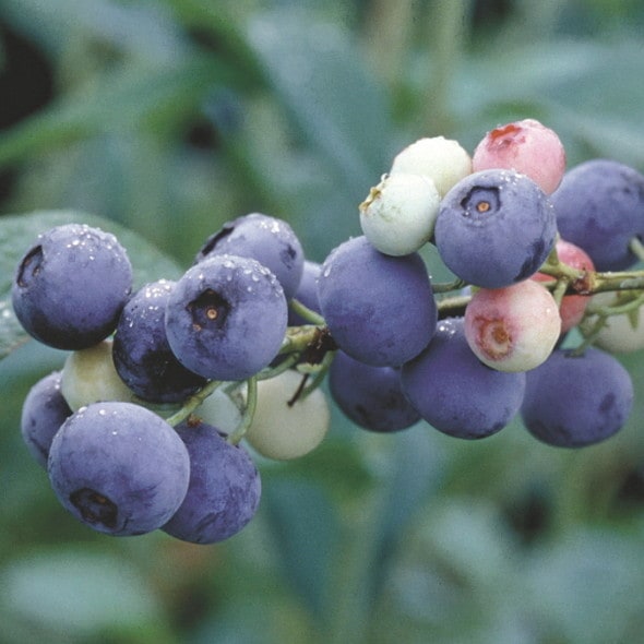 ブルーベリー ラビットアイ系 ラヒ（R）4.5～5号｜果樹10-TU