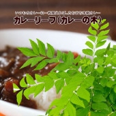 決算P5倍！10%OFF！8/2まで】旅人の木（タビビトノキ）7号｜観葉10-TU