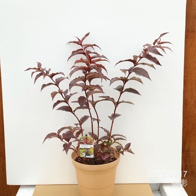 紅葉が楽しめる夏の蜜源植物 ディエルヴィラ ディヴァ 7号｜草花10-TU