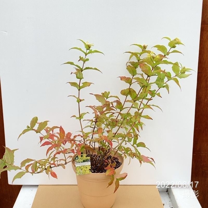 ディエルヴィラ ハニービー 7号 PVP｜草花10-TU