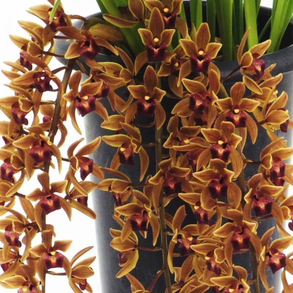 蜜蜂誘引蘭 【公式通販】