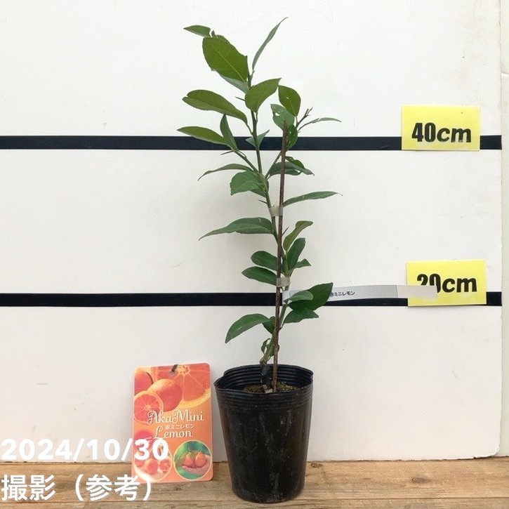 赤ミニレモン 4号｜果樹10-TU