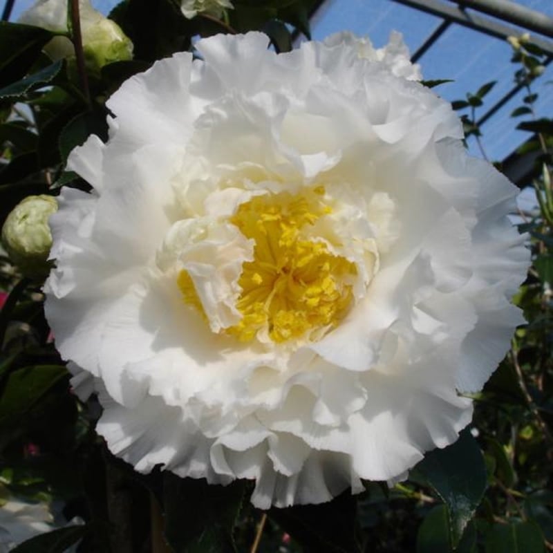 椿 ツバキ 4号 エレガンスシャンペーン［こだわりの前田ナーセリー苗］｜花木04-PA