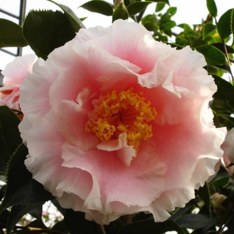 椿 ツバキ 4号 エレガンススプレンダー［こだわりの前田ナーセリー苗］｜花木04-PA