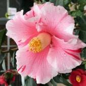 クリスマスローズ 氷の薔薇 4.5号 ダークピコティー｜山野04-PA | 草花