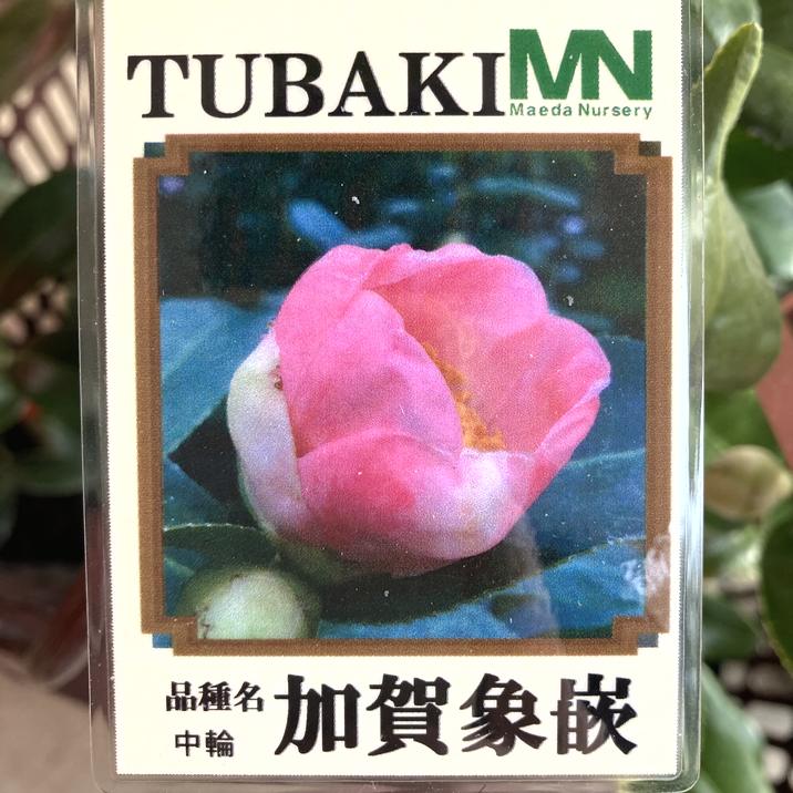 椿 ツバキ 4号 加賀象嵌［こだわりの前田ナーセリー苗］｜花木04-PA