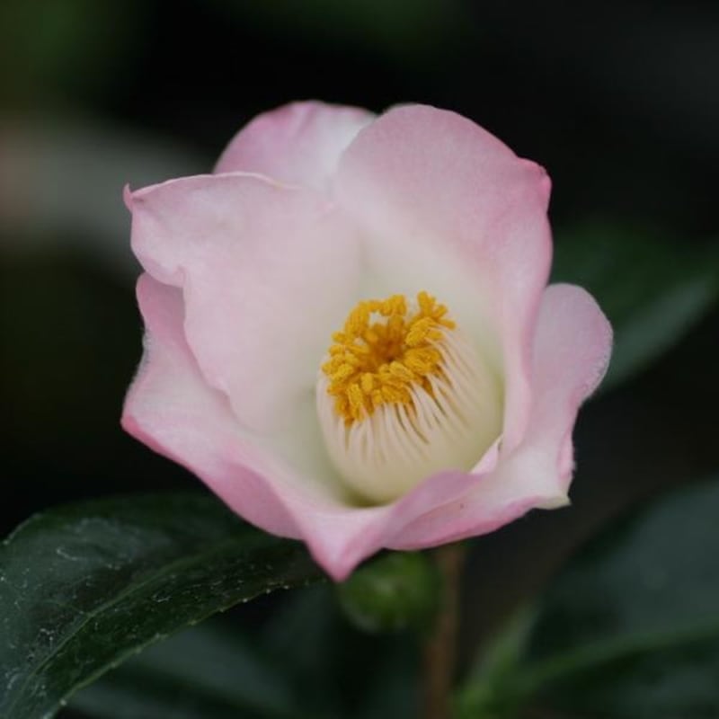 椿 ツバキ 4号 花持ち抜群 夢小町［こだわりの前田ナーセリー苗］｜花木04-PA