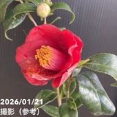 椿 ツバキ 4号 津川絞［こだわりの前田ナーセリー苗］｜花木04-PA