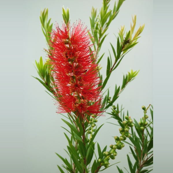 カリステモン キャプテンクック 5号 ※お届けに10日程度かかる場合がございます。｜花木10-TN