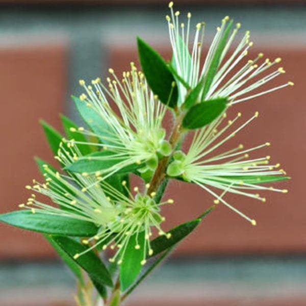 カリステモン グリーンボトルブラシ 5号 ※お届けに10日程度かかる場合がございます。｜花木10-TN