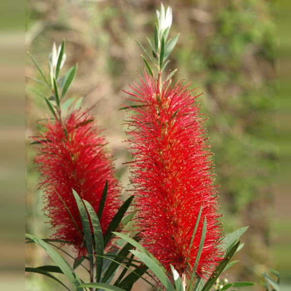 カリステモン ドウソンリバー 5号 ※お届けに10日程度かかる場合がございます。|花木10-TN