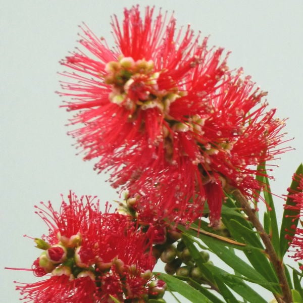 カリステモン ハナレイ 5号 ※お届けに10日程度かかる場合がございます。｜花木10-TN