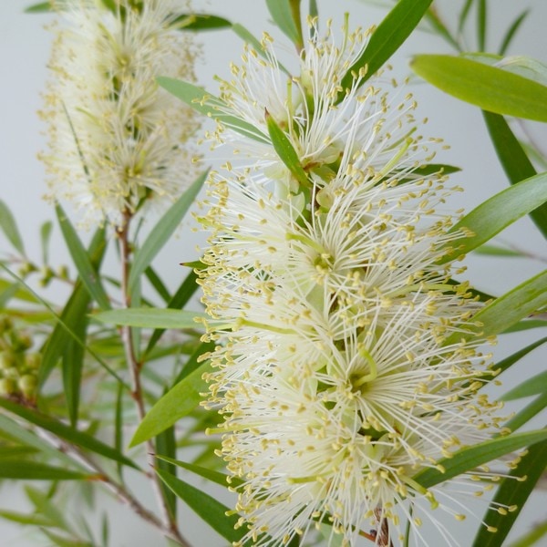 カリステモン ファインリーフ 5号 ※お届けに10日程度かかる場合がございます。｜花木10-TN