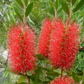 カリステモン　ピンディーピンディー kinpouju003_01.jpg?w=850&ssl=1