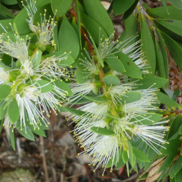 カリステモン ホワイトアンザック 5号 ※お届けに10日程度かかる場合がございます。｜花木10-TN
