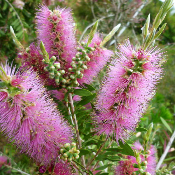 カリステモン マーブミスト 5号 ※お届けに10日程度かかる場合がございます。｜花木10-TN
