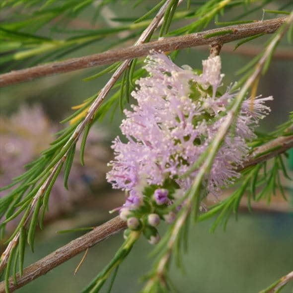メラレウカ アルミラリスピンク 5号 ※お届けに10日程度かかる場合がございます。｜花木10-TN