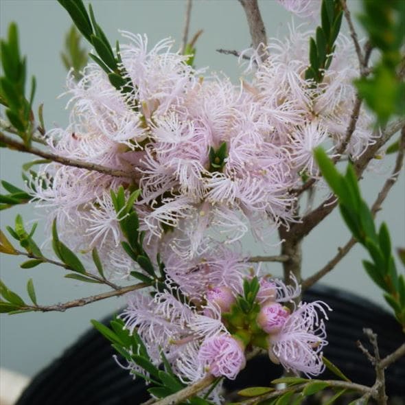 メラレウカ コットンキャンディ 5号 ※お届けに10日程度かかる場合がございます。|花木10-TN